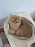 愛肯拿（ACANA）猫粮 海洋盛宴成猫幼猫粮 全价美毛无谷进口鱼肉粮1.8kg效期27/5 实拍图