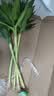 沭之美文昌竹水培富贵竹植物客厅龙竹办公室绿植桌面节节高竹子源头直发 实拍图