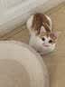 鲜朗主食猫条磷虾三文鱼油营养全价成猫幼猫湿粮无添加非零食补水湿粮 三文鱼味【12g/支】 48支【囤货装】 实拍图