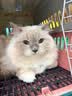 领先成猫尝鲜礼包主食级烘焙猫粮猫条餐盒汤包（新老款随机发货） 实拍图