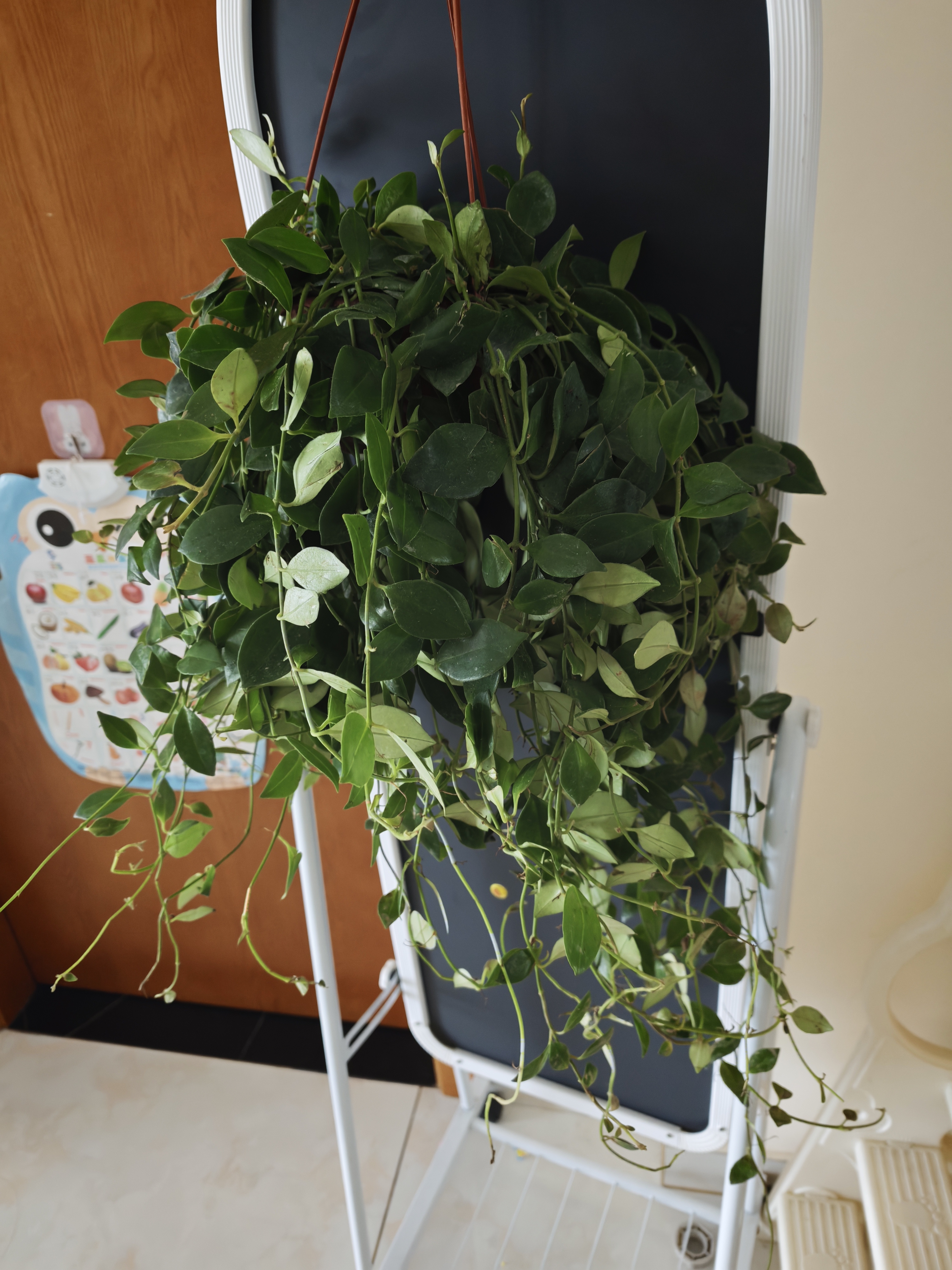 叹为观止18种吊兰任你选金边吊兰各种盆栽花卉客厅垂吊桌面植物净化空气 特级大号口红吊兰【垂吊花盆】 含盆 实拍图