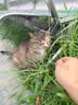 宽福猫罐头宠物零食罐湿粮鲜鸡肉浓汤补水全阶段混合口味 肉嫩汤鲜80g*30罐 实拍图