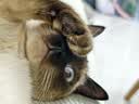 小佩五合一混合猫砂 活性炭豆腐混合 膨润土猫砂可冲厕所除臭 5合1升级砂 2.5kg*4包  规格 实拍图