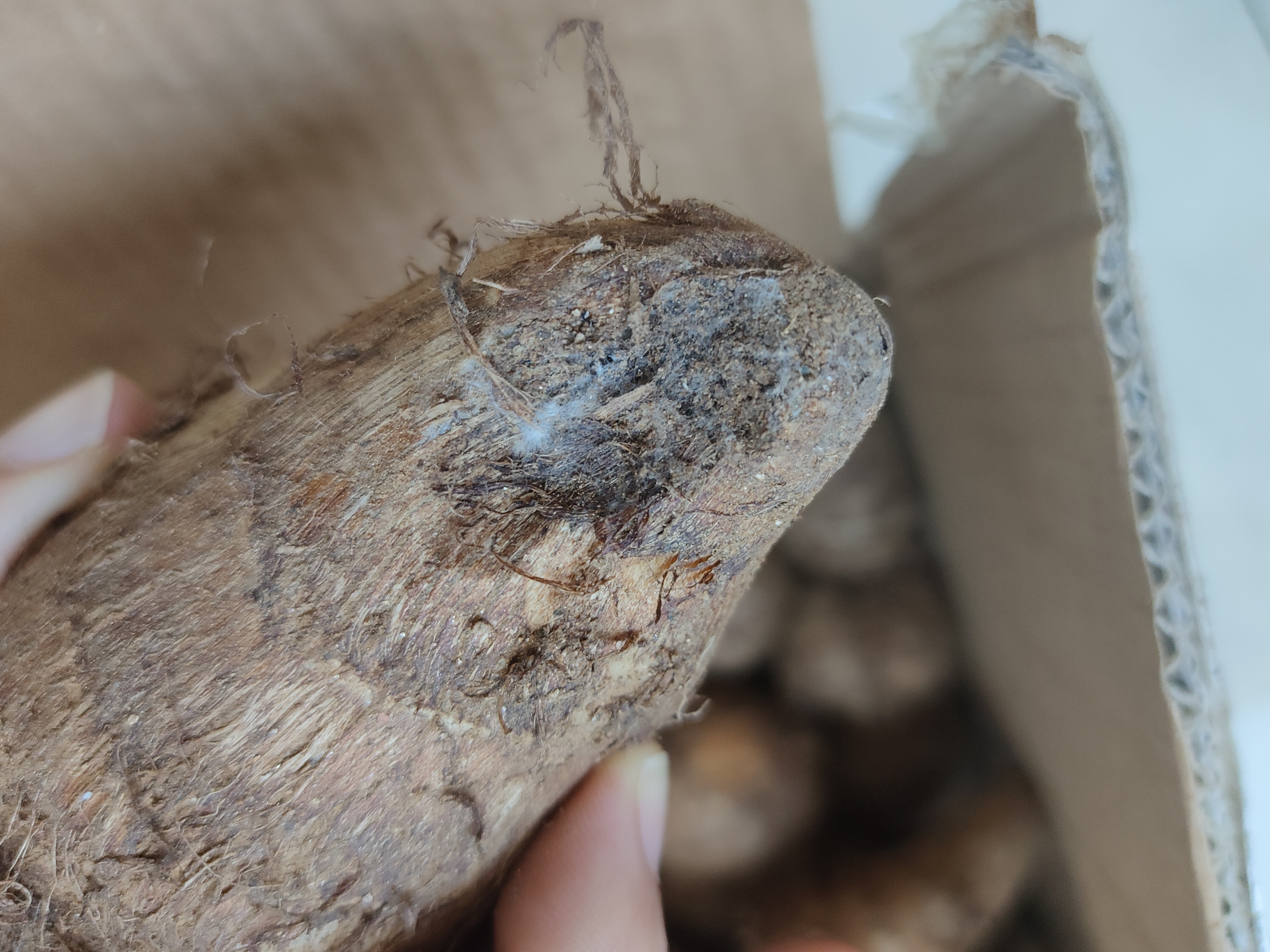 京地达山东牛奶小芋头净重5斤中果单果25g+细腻粉糯源头直发包邮 实拍图