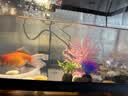 独宠你鱼缸小型客厅生态造景过滤制氧一体缸桌面水族箱中号黑色 实拍图
