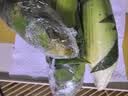 滇味十足（DIANWEISHIZU）水果玉米甜玉米云南金银双色新鲜甜嫩水果玉米棒鲜玉米茄果瓜 金银双色 净重2斤（约3-5根） 实拍图