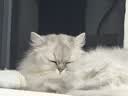 大宠爱成猫驱虫药体内外同驱耳螨虱子跳蚤虫 2.6-7.5kg成猫 12支装 实拍图