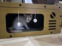 诚实一口P40全价猫粮成猫幼猫室内外80%鲜肉高蛋白长肉美毛鸡鱼味400g 实拍图