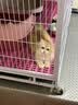 网易严选全价猫粮4.0 成幼猫三文鱼亮毛护肠胃深海鱼虾味10kg【宠物金选】 实拍图
