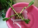 沭之美富贵竹水培客厅绿植招财旺宅花卉植物水养常青竹子文昌竹源头直发 实拍图