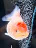 NORVIR【顺丰】日本黄粉鱼粉水族用品观赏鱼金鱼药粉龙鱼锦鲤水质调 【顺丰】黄粉100g/包【渔场版】 实拍图