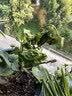 重瓣红三角梅盆栽带花三角梅苗勤花品种爬藤老桩室内花卉植物四季 四季红 3年苗【当年开花】不含盆 实拍图