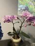 双盟中秋节送礼粉色双株蝴蝶兰带花苞易养兰花卉绿植盆栽瓷盆源头直发 晒单实拍图