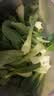 带根香菜100g 实拍图