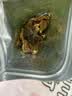 楼兰蜜语无添加无花果干100g 0硫熏0漂白孕妇威海特产零食水果干 实拍图