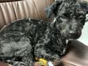 麦富迪 狗粮 超肉粒冻干双拼全期犬粮小型犬中大型犬成犬幼犬通用天然粮 【靓毛益肠胃】小型犬全期专用|试吃包150g 实拍图