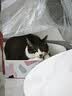 皇家猫粮 绝育成猫粮 SA37 通用粮 1-7岁 2KG 实拍图