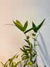 劉閣蘭花米竹红观音竹苔玉球苔藓球水培竹子室内植物盆栽桌面盆景客厅绿植 桌案推荐】红杆观音竹3年老桩苗苔藓球送底座 实拍图