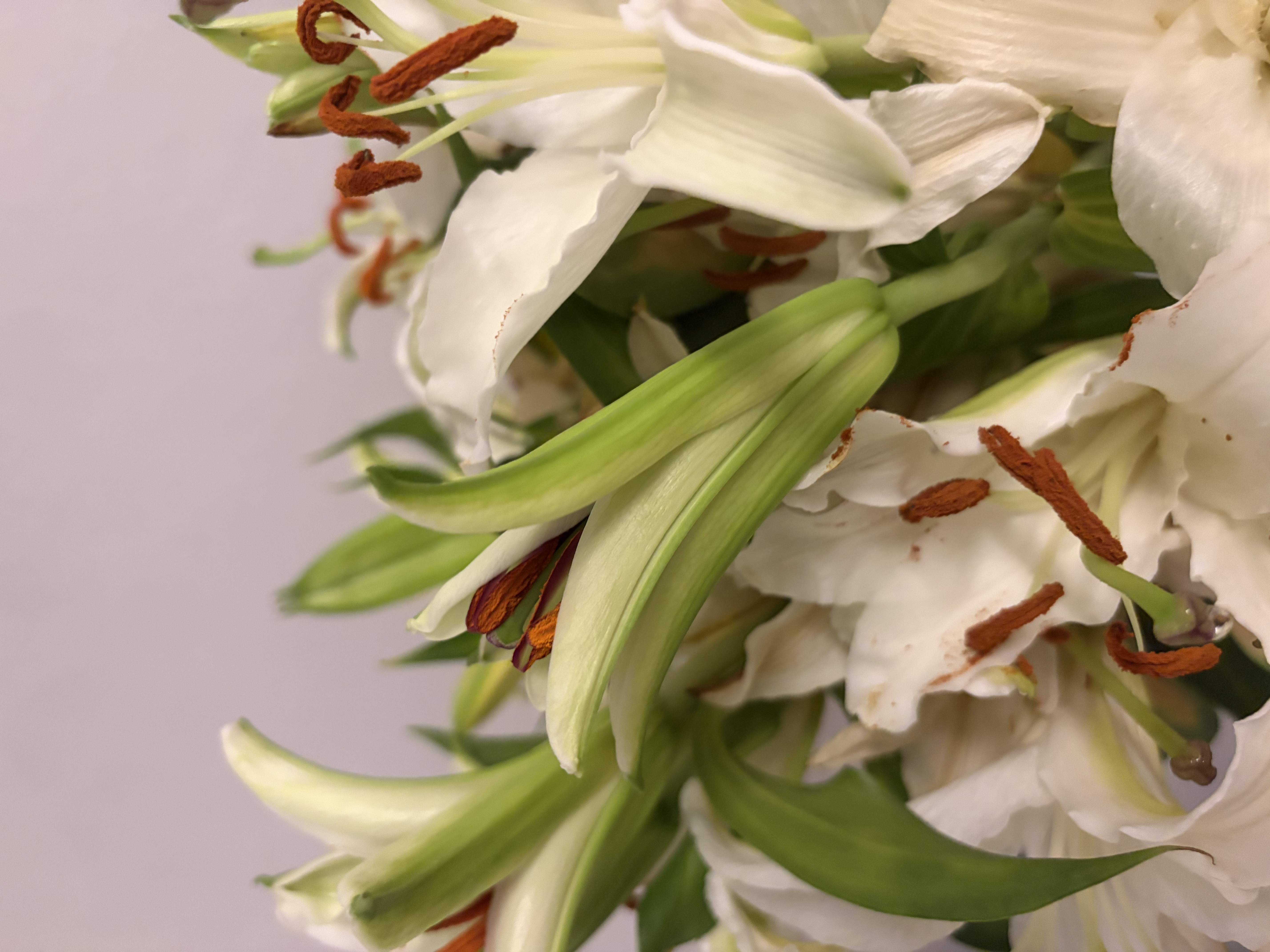 吉米鹿香水百合鲜花云南基地鲜切花束A级【白色20朵+送2朵】源头直发 实拍图
