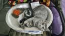 麦富迪猫粮 超肉粒冻干双拼幼猫粮免疫护肠胃 三文鱼2kg 实拍图