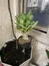 【夏季新品】稀有多头沙漠玫瑰重瓣老桩浓香多肉绿植四季室内外 （红黄花）根直径（2-4公分） 带黑色育苗盆发货 实拍图
