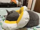 华元宠具（hoopet）狗狗伊丽莎白圈项圈小型犬宠物猫咪颈圈脖圈头套猫伊利沙白圈头罩 实拍图