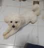 麦富迪狗粮 藻趣儿狗粮成犬粮牛肉螺旋藻 均衡营养2.5kg 实拍图
