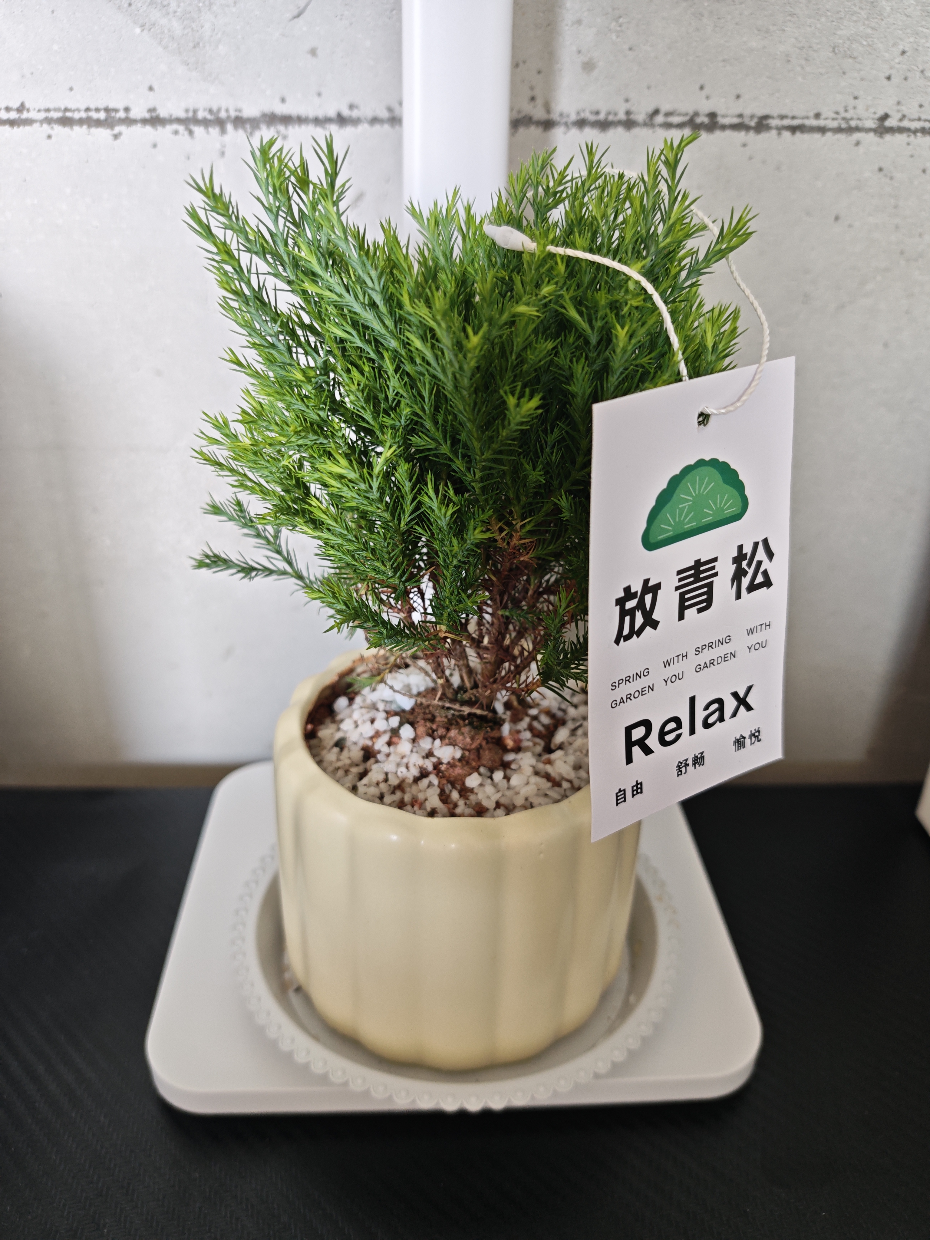 京云梦雾凇小盆栽北欧ins绿植办公室内除甲醛四季好养提拉米苏源头直发 实拍图