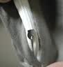 雅鹿·自由自在被套180x220cm被罩单件水洗棉磨毛单人1.8x2.2米双人宿舍 浅灰 实拍图