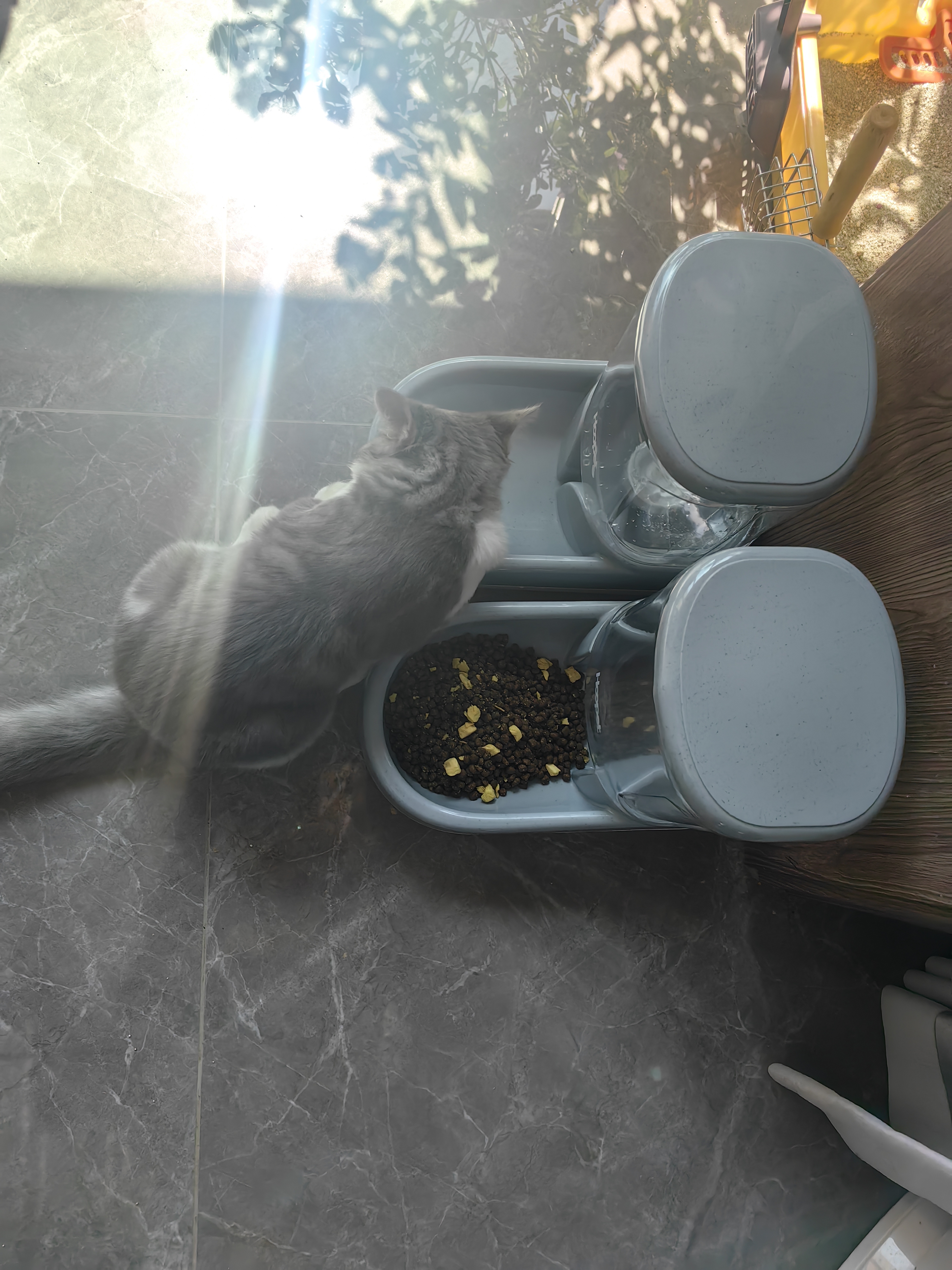华元宠具超大容量宠物自动喂食器狗狗饮水机狗盆猫碗喂水猫咪投食器套装 实拍图