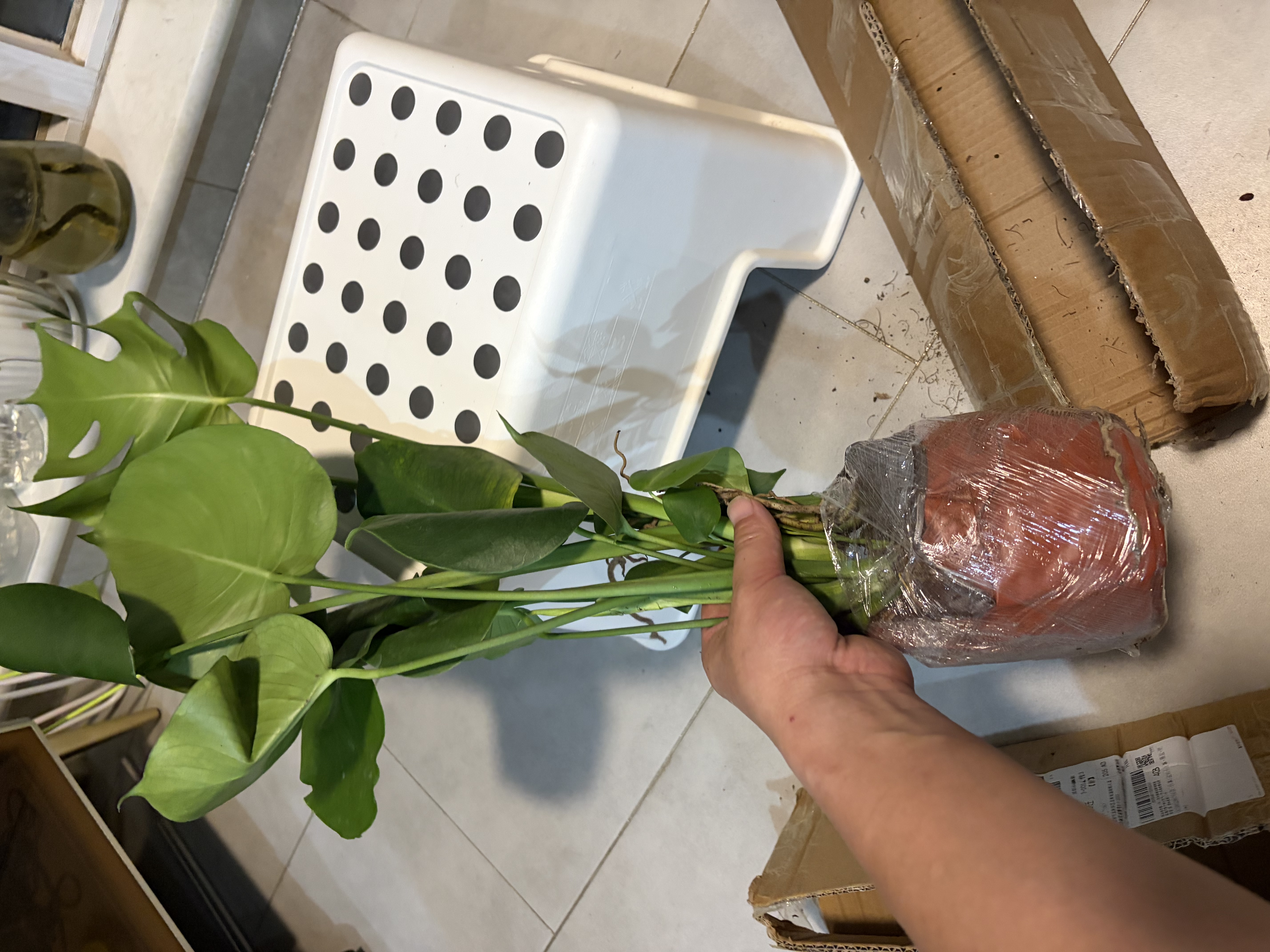 京东绿植龟背竹盆栽绿植物土培小型室内小盆栽室内办公室好养原土源头直发 实拍图