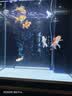 森森（SUNSUN）大型鱼缸底过滤水族箱客厅家用落地玻璃生态金鱼缸 【实时温显+灯控】经典黑 0.6米长35cm宽 实拍图