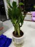 绿有意步步高观音竹富贵荷花竹水养土培盆栽室内桌摆植物吸甲醛水培植物 荷花竹5支【早安盆】 含盆 实拍图