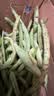 农家四季豆新鲜现摘云南长扁豆角农家应当季蔬菜芸豆现摘菜豆 新鲜四季豆3斤带箱 实拍图