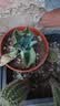 多肉植物精选随机一款多肉好养易活桌面绿植【两单及以上发货】1 一颗随机品种多肉植物 实拍图