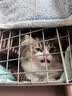 喵先生【带挂碗+垫板】宠物航空箱大号狗猫托运箱猫咪狗狗航空箱运输箱 一号PLUS 建议18斤以内 实拍图