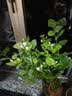 茉莉花苗盆栽带花苞九里香老桩驱蚊花卉植物室内浓香四季开花好养 大份茉莉花【4-6颗】花苞饱满 不含盆 实拍图