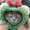 皇家（ROYAL CANIN）泌尿道处方猫粮LP34稀释尿液溶解鸟粪石结石猫全价处方粮3.5KG 实拍图