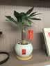花翁发财树小盆栽绿植物室内客厅装饰中式盆景办公室桌面摆件源头直发 实拍图
