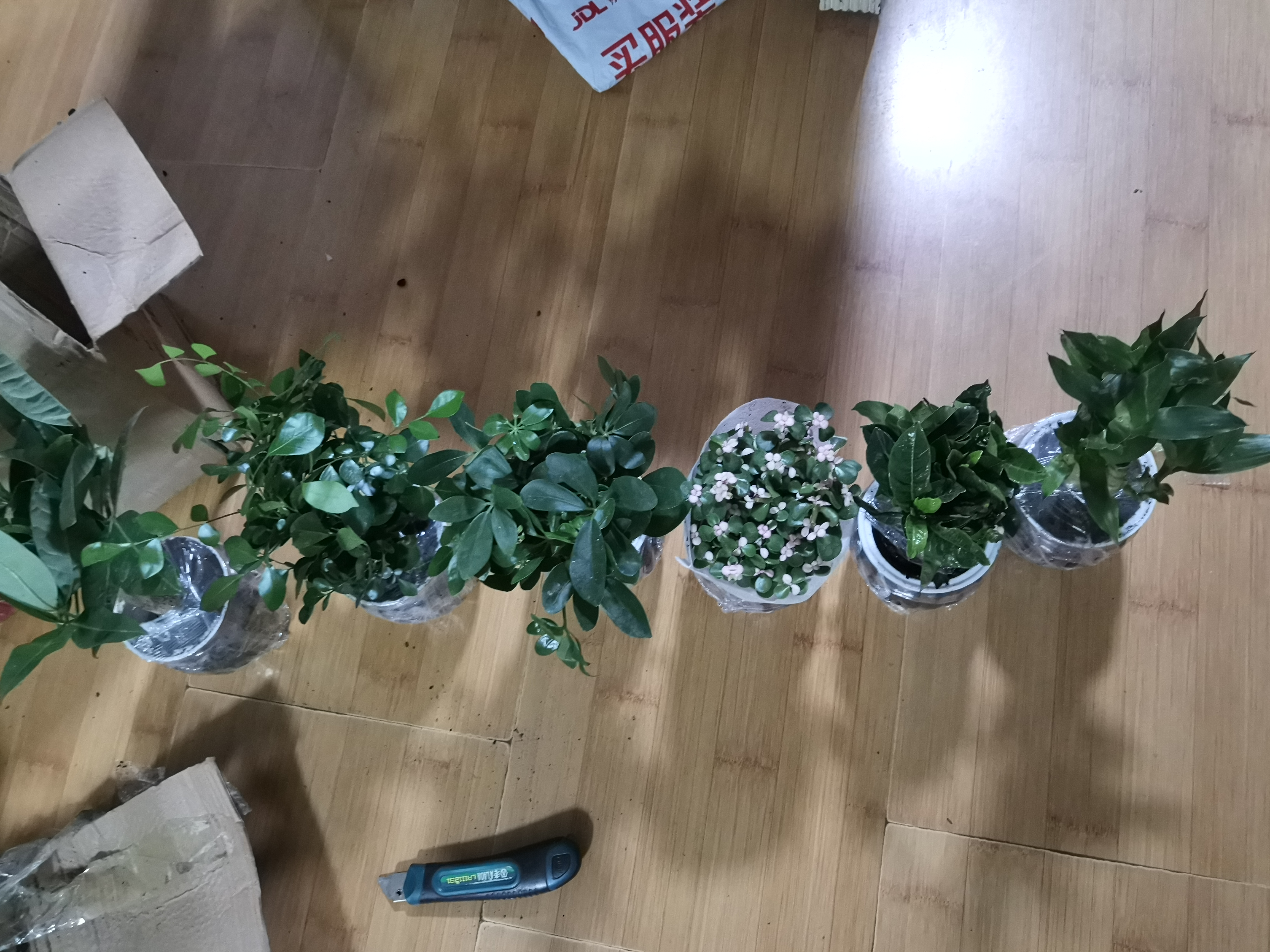 花行榜绿萝桌面发财树盆栽幼儿园小绿植物花卉办公室内水培好养源头直发 实拍图