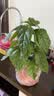 龙吐珠盆栽带花室内桌面好养花卉阳台庭院爬藤植物藤本四季开花苗 3年苗龙吐珠带花（原土原盆）30厘米 含盆 实拍图