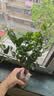 茉莉花苗盆栽带花苞九里香老桩驱蚊花卉植物室内浓香四季开花好养 小份茉莉花【2-3颗】一点苞   不含盆 实拍图