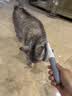 茨格曼猫梳子梳毛刷猫咪去浮毛猫毛清理器除毛器针梳狗狗梳子宠物用品 实拍图