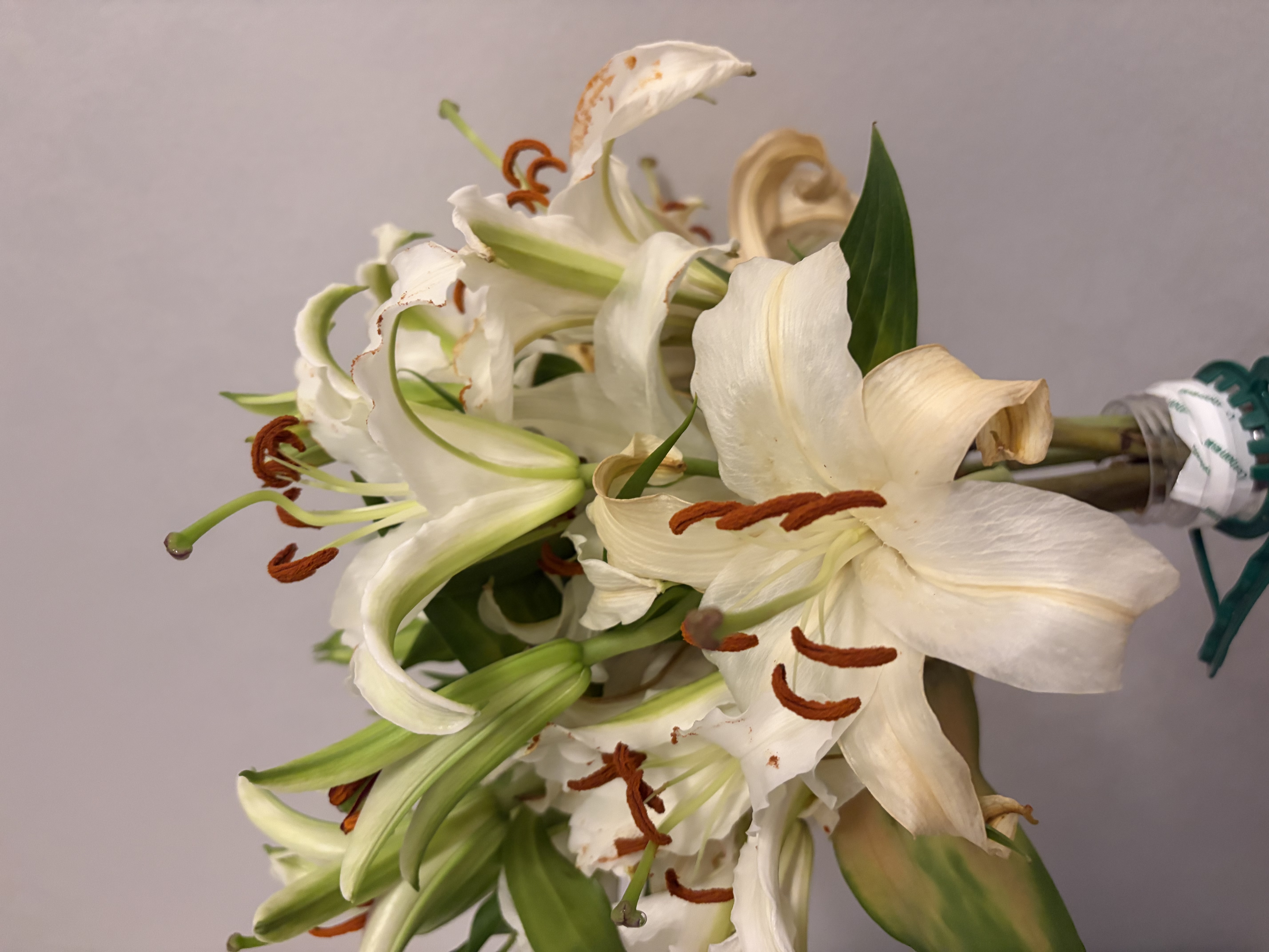 吉米鹿香水百合鲜花云南基地鲜切花束A级【白色20朵+送2朵】源头直发 实拍图