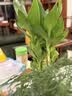 绿有意绿植盆栽多肉花卉盆栽植物室内桌面水培绿植办公室客厅植物懒人 聚财3盆】文竹+富贵竹+发财树 实拍图