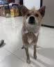 力狼狗粮 全价成犬粮 博美泰迪金毛阿拉斯加边牧大中小犬型粮 【经典配方】成犬专用20kg 实拍图