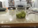 陈一凡小叶苦丁茶 四川峨眉山原产采摘苦丁茶嫩芽茶叶特级罐装100g 实拍图