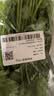 带根香菜100g 实拍图