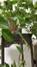 格森理想中式博古架实木花架子客厅落地式多层阶梯花瓶绿植摆放展示架金中 实拍图