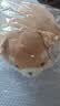 名创优品（MINISO）趣味阿柴趴姿柴犬玩偶毛绒公仔娃娃抱枕床上靠枕学生午睡生日礼物 实拍图